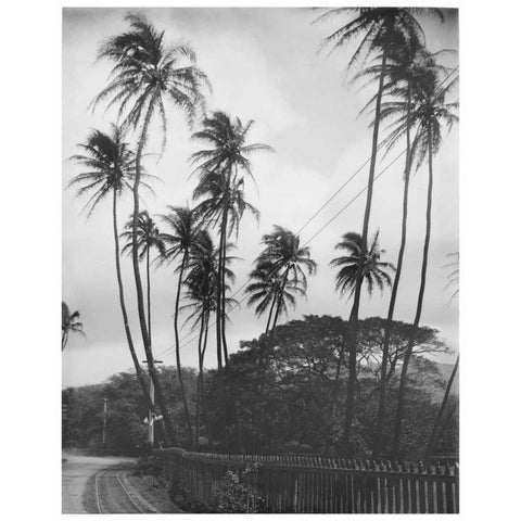 Coconut Palms, Honolulu, 1907 Gold Ornate Wood Framed Art Print with Double Matting by Anonymous