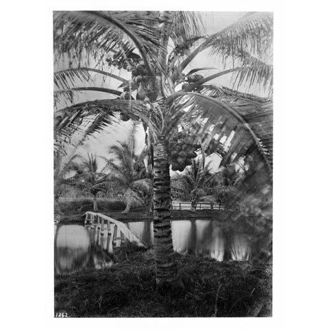 Coconut Palm, Hawaii, 1907-20 Gold Ornate Wood Framed Art Print with Double Matting by Anonymous