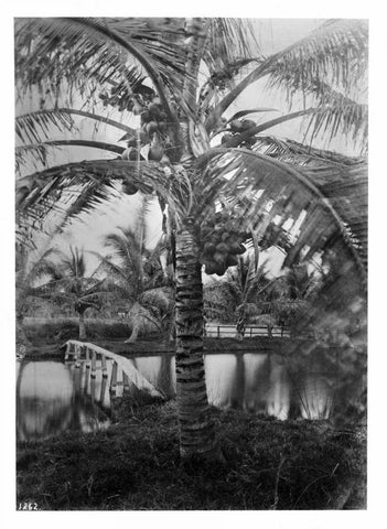 Coconut Palm, Hawaii, 1907-20 Black Ornate Wood Framed Art Print with Double Matting by Anonymous