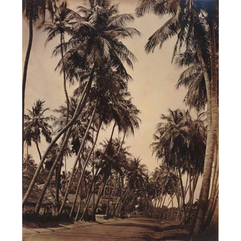 Coconut Palms, Coonoor India 1870 Black Modern Wood Framed Art Print with Double Matting by Anonymous