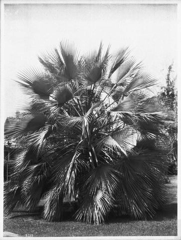 Blue Palm Tree, Figueroa St c1920 Black Ornate Wood Framed Art Print with Double Matting by Anonymous