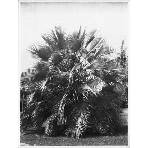 Blue Palm Tree, Figueroa St c1920 Gold Ornate Wood Framed Art Print with Double Matting by Anonymous