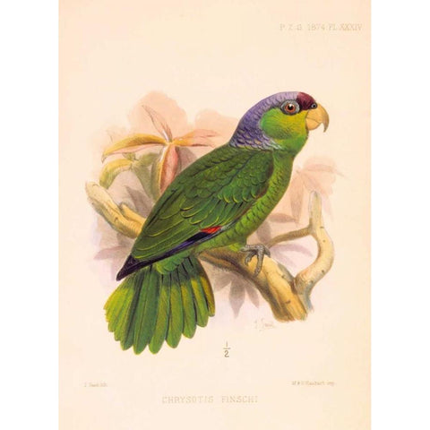 Parrot, Chrysotis Finschi Gold Ornate Wood Framed Art Print with Double Matting by Smit, Joseph