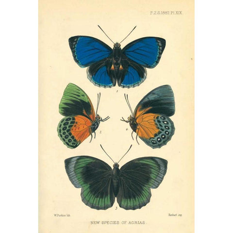 Butterflies, New species of Agrias Gold Ornate Wood Framed Art Print with Double Matting by Smit, Joseph
