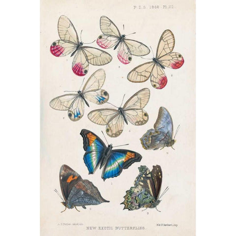 Exotic Butterflies Gold Ornate Wood Framed Art Print with Double Matting by Butler, A G