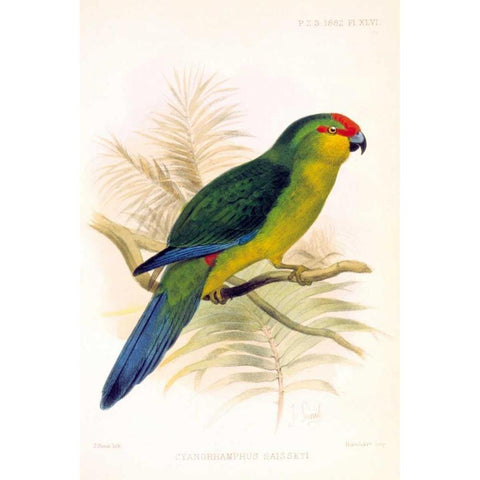 Parrot, Saisseti Gold Ornate Wood Framed Art Print with Double Matting by Smit, Joseph