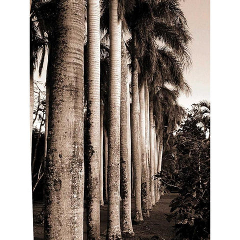King Palms, Mauritius Black Modern Wood Framed Art Print with Double Matting by Blue, Cyril