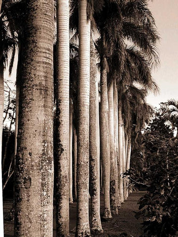 King Palms, Mauritius Black Ornate Wood Framed Art Print with Double Matting by Blue, Cyril