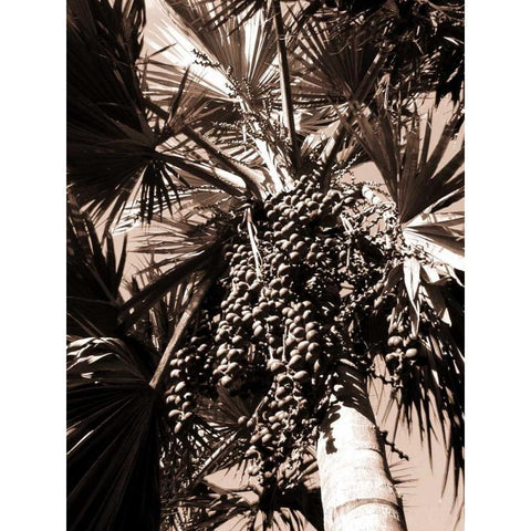 Date Palm, Mauritius Black Modern Wood Framed Art Print with Double Matting by Blue, Cyril