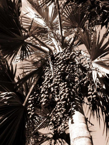 Date Palm, Mauritius Black Ornate Wood Framed Art Print with Double Matting by Blue, Cyril