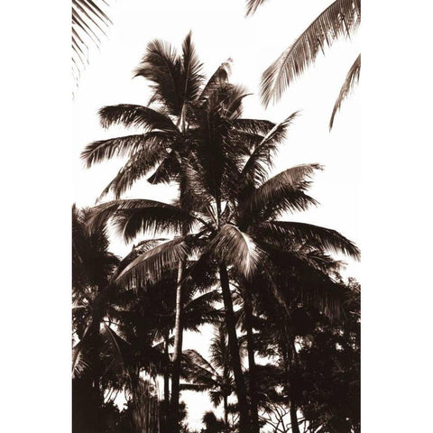 Coconut Palm, Bali Black Modern Wood Framed Art Print with Double Matting by Blue, Cyril