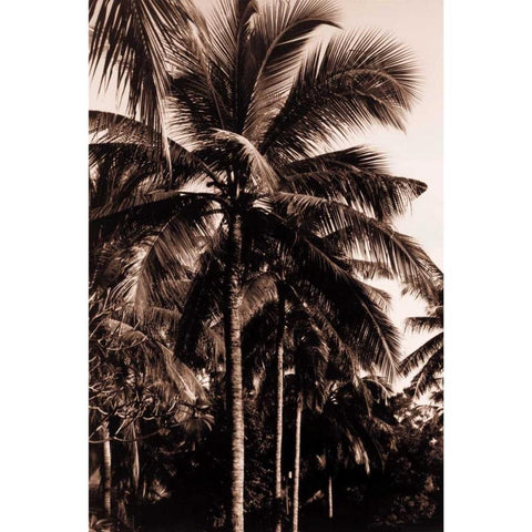 Coconut Palm, Bali Black Modern Wood Framed Art Print by Blue, Cyril