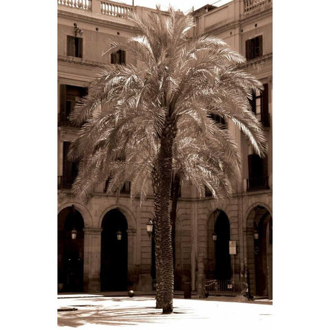 Canary Palm, Barcelona White Modern Wood Framed Art Print by Blue, Cyril