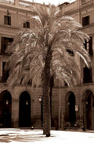 Canary Palm, Barcelona Black Ornate Wood Framed Art Print with Double Matting by Blue, Cyril