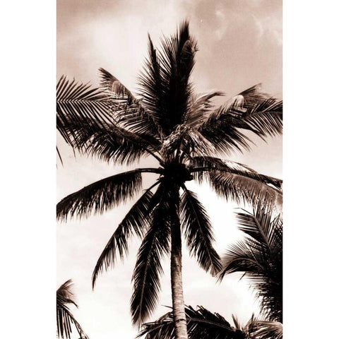 Coconut Palm, Bali White Modern Wood Framed Art Print by Blue, Cyril