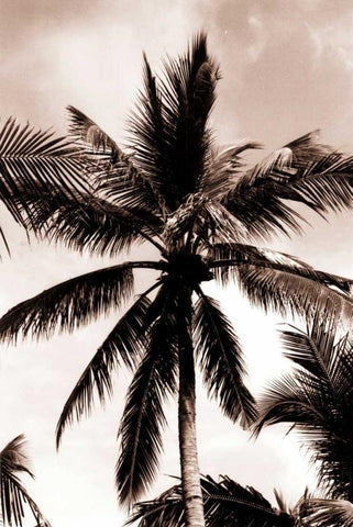 Coconut Palm, Bali Black Ornate Wood Framed Art Print with Double Matting by Blue, Cyril