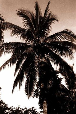 Coconut Palm, Bali Black Ornate Wood Framed Art Print with Double Matting by Blue, Cyril