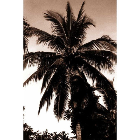 Coconut Palm, Bali White Modern Wood Framed Art Print by Blue, Cyril
