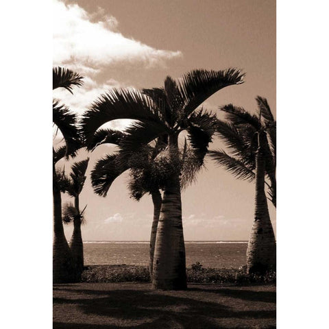 Date Palm, Mauritius Black Modern Wood Framed Art Print with Double Matting by Blue, Cyril