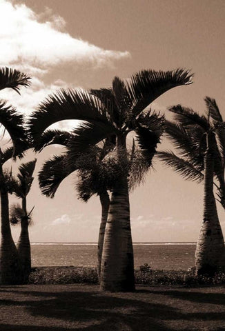 Date Palm, Mauritius White Modern Wood Framed Art Print with Double Matting by Blue, Cyril
