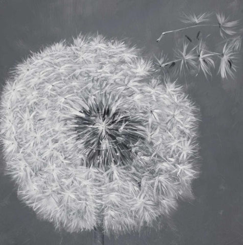 Blowing Dandelion Black Ornate Wood Framed Art Print with Double Matting by Atelier B Art Studio