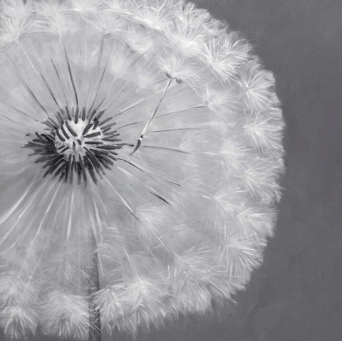 Dandelion Puff Ball Black Ornate Wood Framed Art Print with Double Matting by Atelier B Art Studio