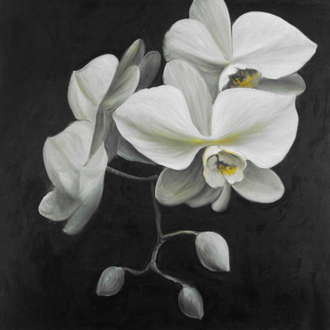 White Orchids Black Ornate Wood Framed Art Print with Double Matting by Atelier B Art Studio