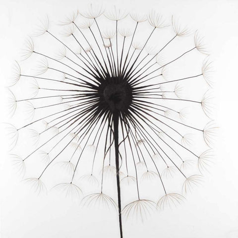 Dandelion Black Ornate Wood Framed Art Print with Double Matting by Atelier B Art Studio