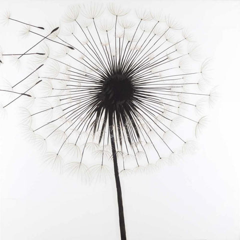 Silhouette of Dandelion Black Ornate Wood Framed Art Print with Double Matting by Atelier B Art Studio