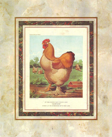 Buff. Cochin Cock, Cassells Poultry Book Black Ornate Wood Framed Art Print with Double Matting by Ludlow, J.W.
