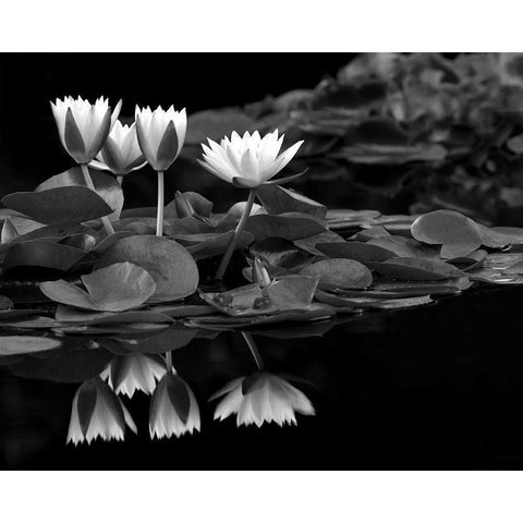 Reflections on Water White Modern Wood Framed Art Print by Frates, Dennis