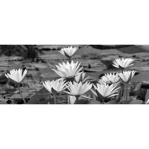 White Innocence Water Black Modern Wood Framed Art Print with Double Matting by Frates, Dennis