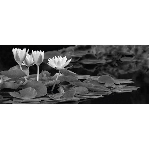 Hughes Water Garden Black Modern Wood Framed Art Print with Double Matting by Frates, Dennis