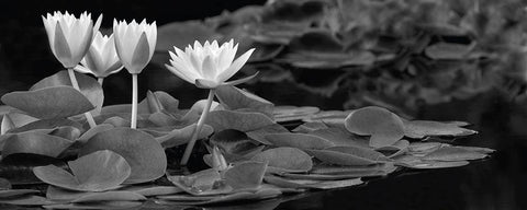 Hughes Water Garden White Modern Wood Framed Art Print with Double Matting by Frates, Dennis