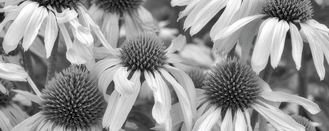 Echinacea Sunrise Black Ornate Wood Framed Art Print with Double Matting by Frates, Dennis