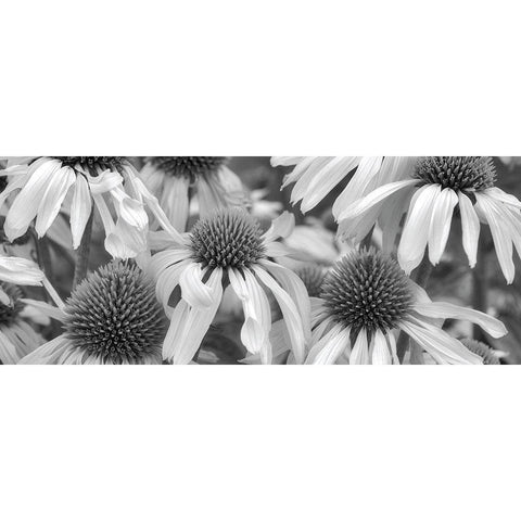 Echinacea Sunrise White Modern Wood Framed Art Print by Frates, Dennis