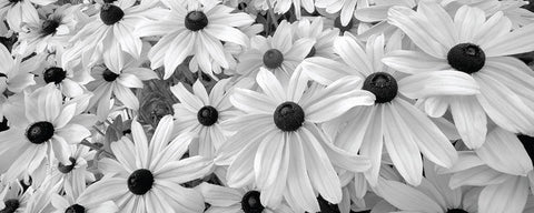 Black Eyed Susans Black Ornate Wood Framed Art Print with Double Matting by Frates, Dennis