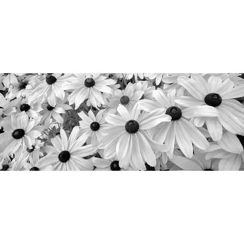 Black Eyed Susans White Modern Wood Framed Art Print by Frates, Dennis