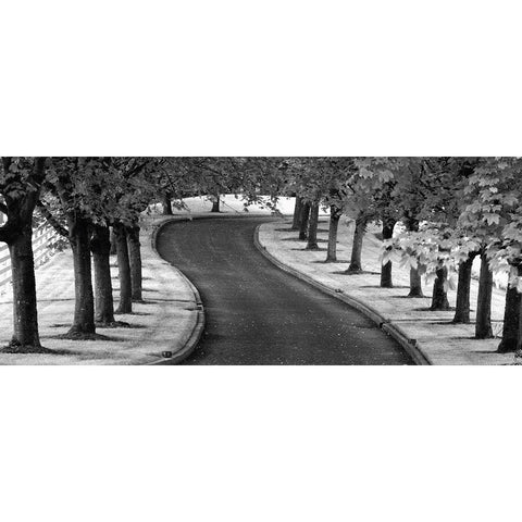 Maple Tree Lined Drive White Modern Wood Framed Art Print by Frates, Dennis