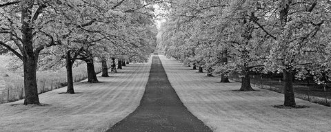 Maple Lined Road Black Ornate Wood Framed Art Print with Double Matting by Frates, Dennis