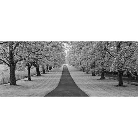 Maple Lined Road White Modern Wood Framed Art Print by Frates, Dennis