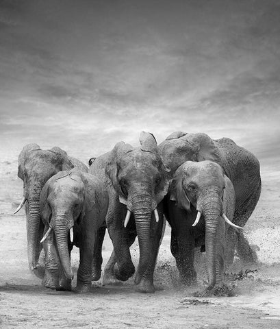 Elephant Herd Black Ornate Wood Framed Art Print with Double Matting by Byrdyak, V.
