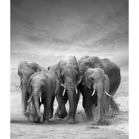 Elephant Herd White Modern Wood Framed Art Print by Byrdyak, V.
