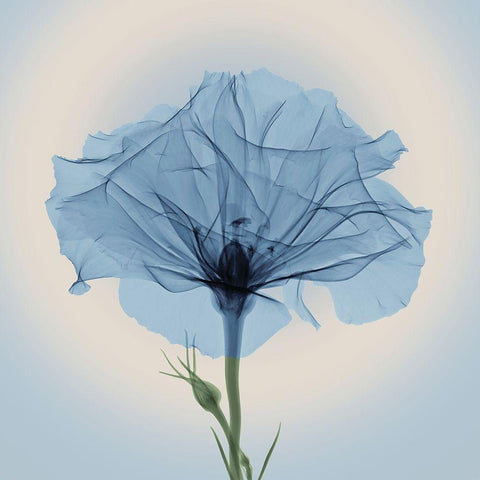 Bud in Bloom, Blue Gold Ornate Wood Framed Art Print with Double Matting by Anonymous