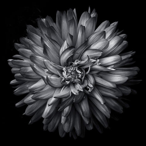 Black and White Petals Black Ornate Wood Framed Art Print with Double Matting by Carson, Brian