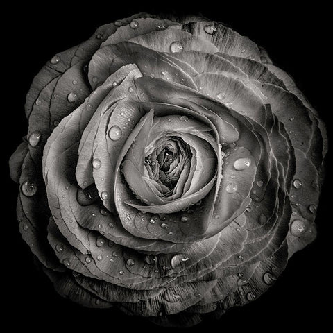 Black and White Rose Black Ornate Wood Framed Art Print with Double Matting by Carson, Brian