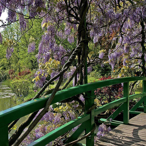 Jardin de Monet a Giverny II Black Modern Wood Framed Art Print with Double Matting by Pinsard, Laurent