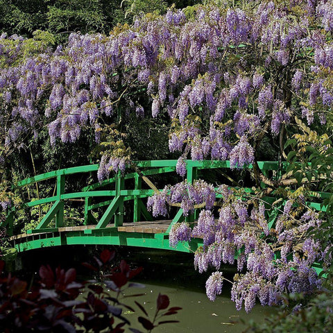 Jardin de Monet a Giverny III White Modern Wood Framed Art Print with Double Matting by Pinsard, Laurent