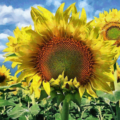 Sunflower Black Modern Wood Framed Art Print with Double Matting by Medeiros, Celito