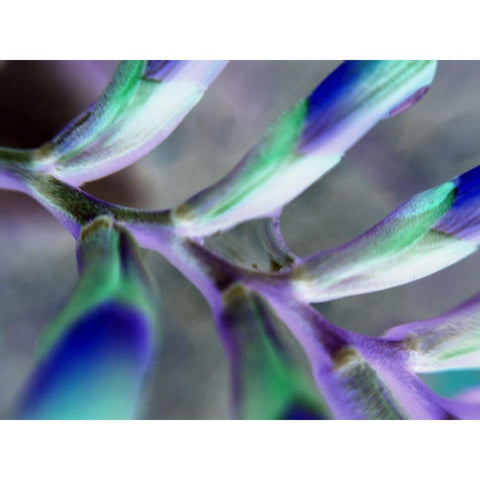 Purple Spine White Modern Wood Framed Art Print by Grayscale